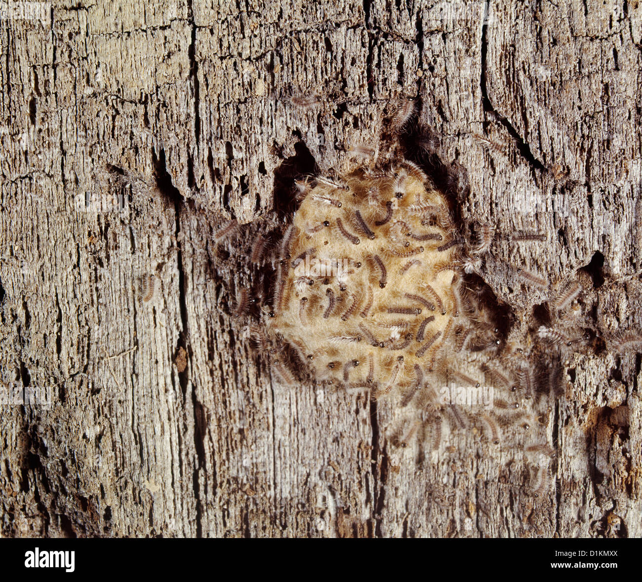 GYPSY MOTH (PORTHETRIA DISPAR; LYMANTRIA DISPAR) HATCHING LARVAE ON TREE BARK; DESTRUCTIVE TO OAK AND OTHER HARDWOODS Stock Photo