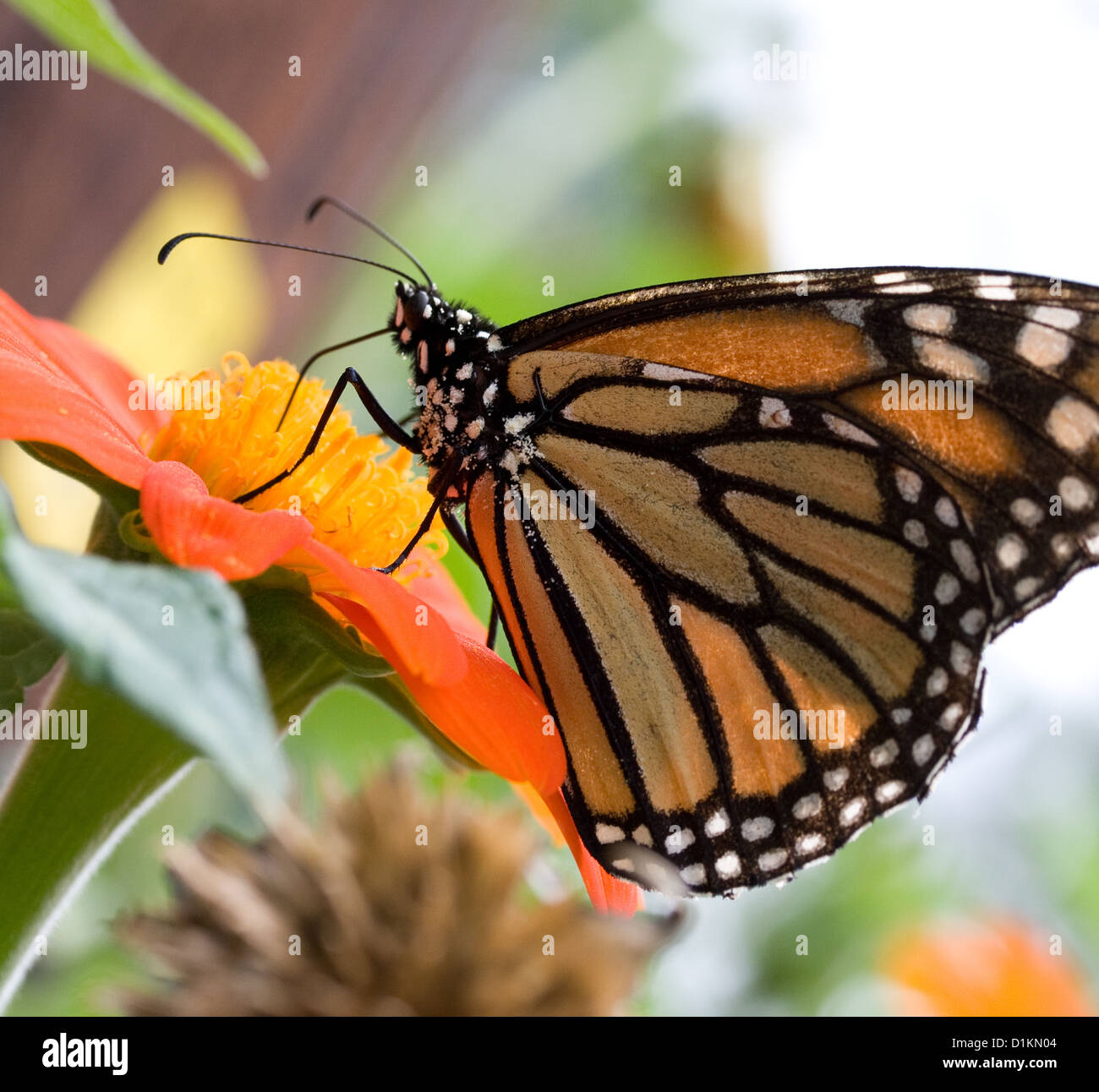 Monarch butterfly close up Stock Photo Alamy
