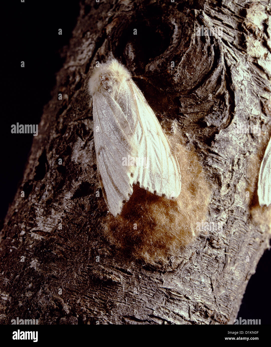 GYPSY MOTH (PORTHETRIA DISPAR) (LYMANTRIA DISPAR) FEMALE MOTH LAYING EGG MASS ON TREE DESTRUCTIVE TO OAK AND OTHER HARDWOODS Stock Photo