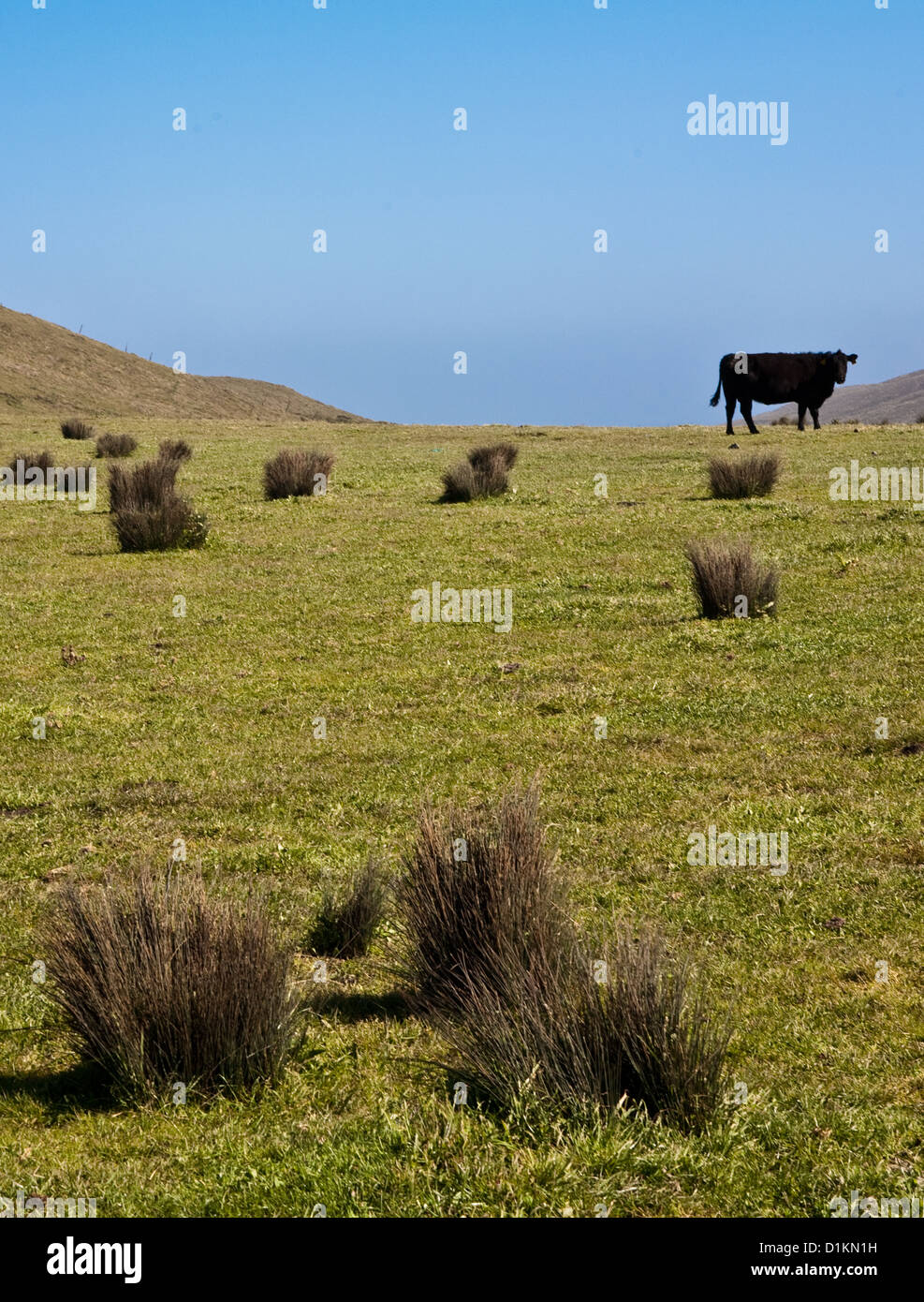 Cow dairy farm point reyes hi-res stock photography and images - Alamy