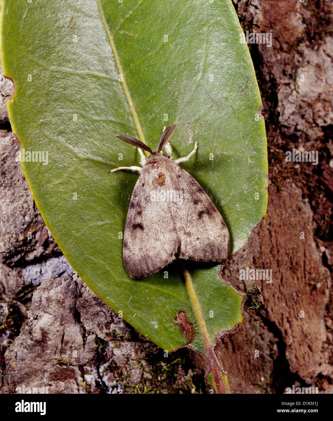 GYPSY MOTH (PORTHETRIA DISPAR; LYMANTRIA DISPAR) MALE ON LEAF; DESTRUCTIVE TO OAK AND OTHER HARDWOODS / STUDIO Stock Photo