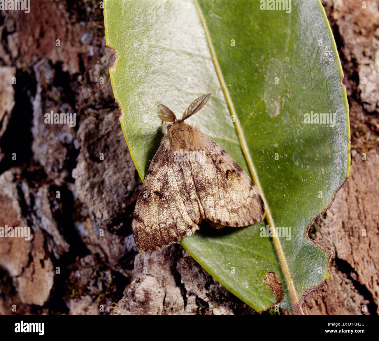 GYPSY MOTH (PORTHETRIA DISPAR; LYMANTRIA DISPAR) MALE ON LEAF; DESTRUCTIVE TO OAK AND OTHER HARDWOODS / STUDIO Stock Photo