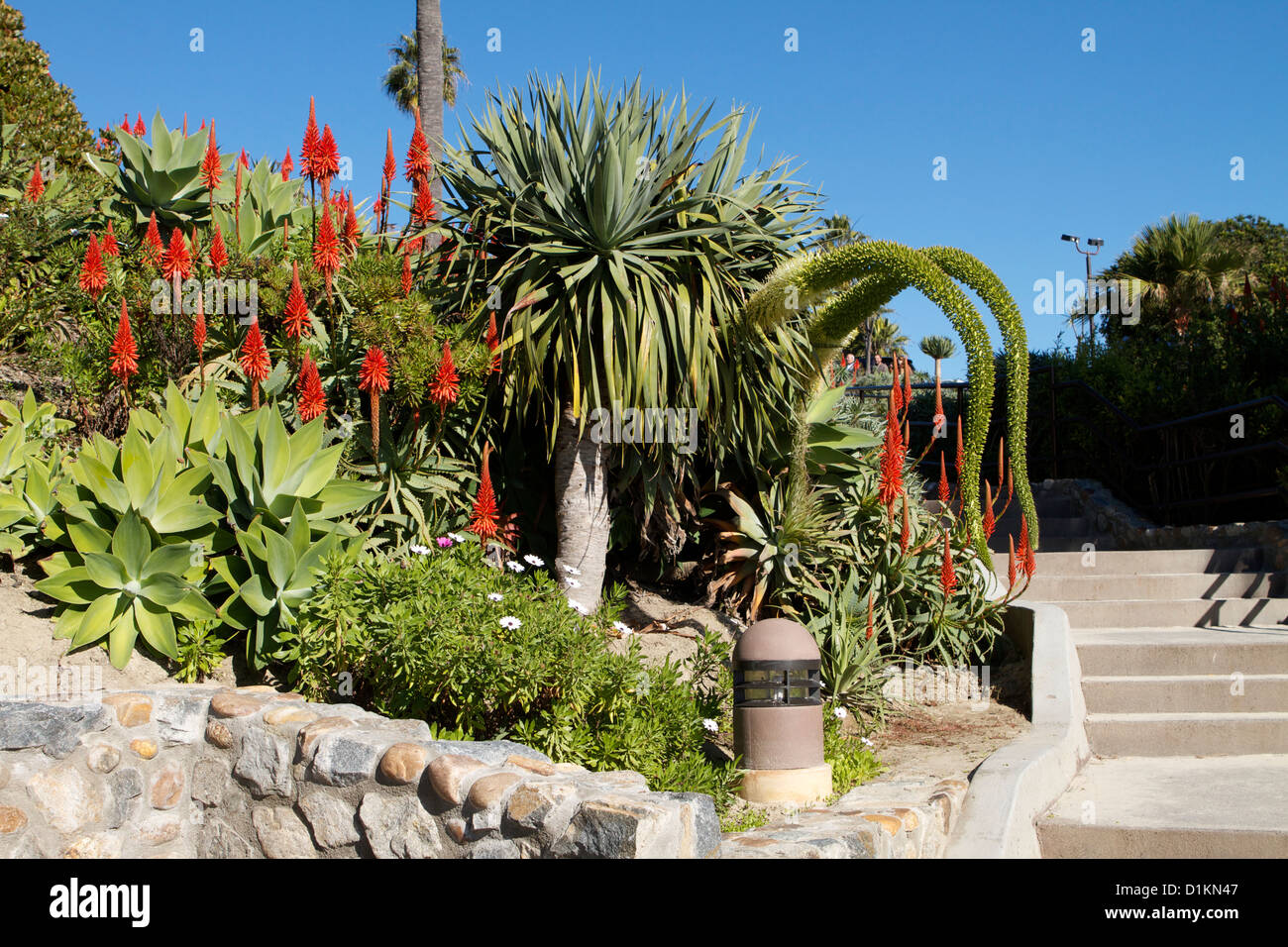 Aloe Vera and tropical plants blooming in Heisler park, Laguna Beach