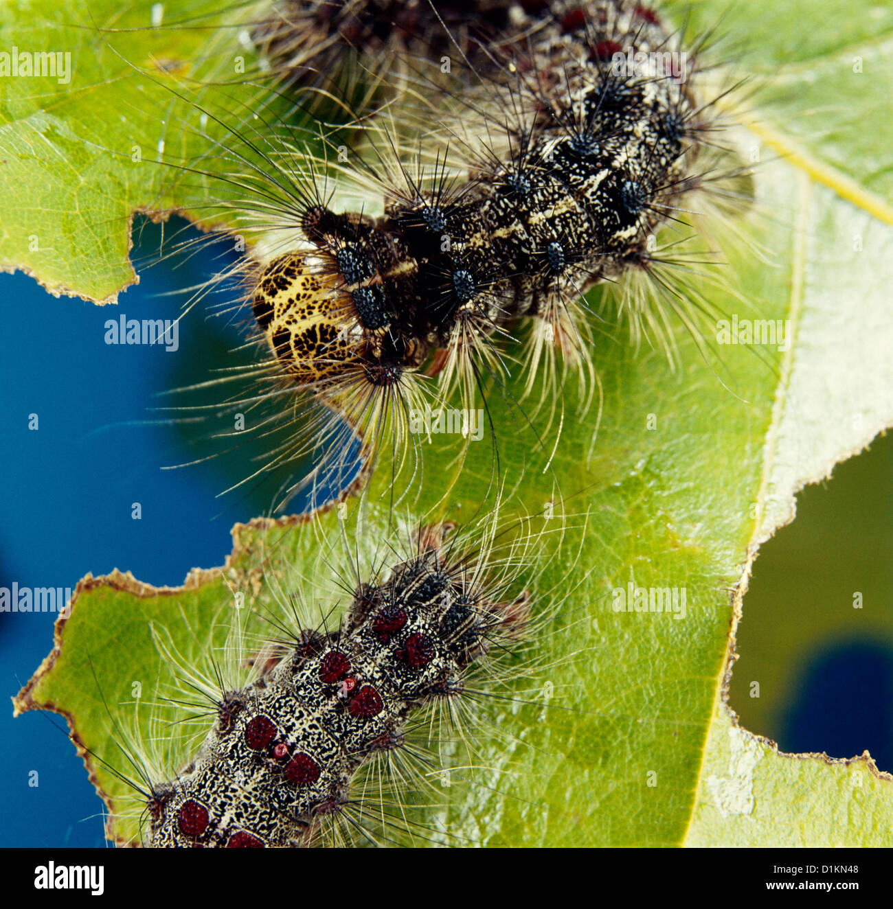 GYPSY MOTH (PORTHETRIA DISPAR; LYMANTRIA DISPAR) LARVAE FEEDING ON OAK LEAVES; DESTRUCTIVE TO OAK AND OTHER HARDWOODS / STUDIO Stock Photo