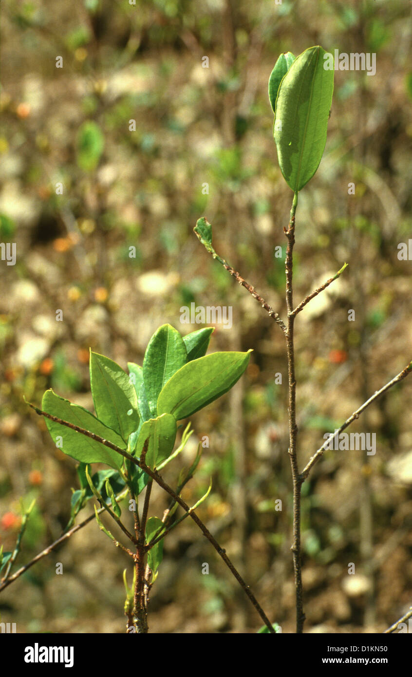 Coca Leaves Andes High Resolution Stock Photography and Images Alamy