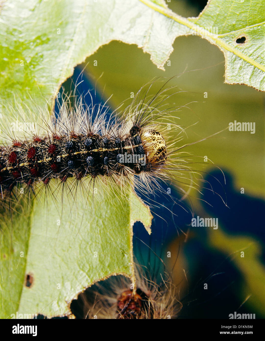 GYPSY MOTH (PORTHETRIA DISPAR; LYMANTRIA DISPAR) LARVAE FEEDING ON OAK LEAVES; DESTRUCTIVE TO OAK AND OTHER HARDWOODS / STUDIO Stock Photo