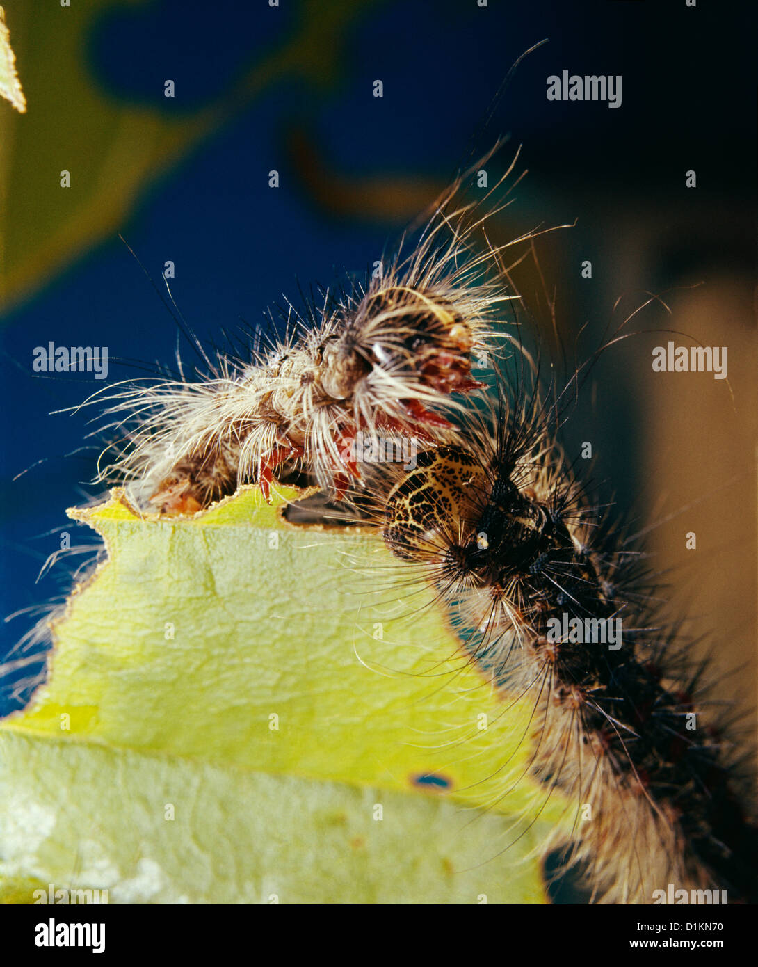 GYPSY MOTH (PORTHETRIA DISPAR; LYMANTRIA DISPAR) LARVAE FEEDING ON OAK LEAVES; DESTRUCTIVE TO OAK AND OTHER HARDWOODS / STUDIO Stock Photo