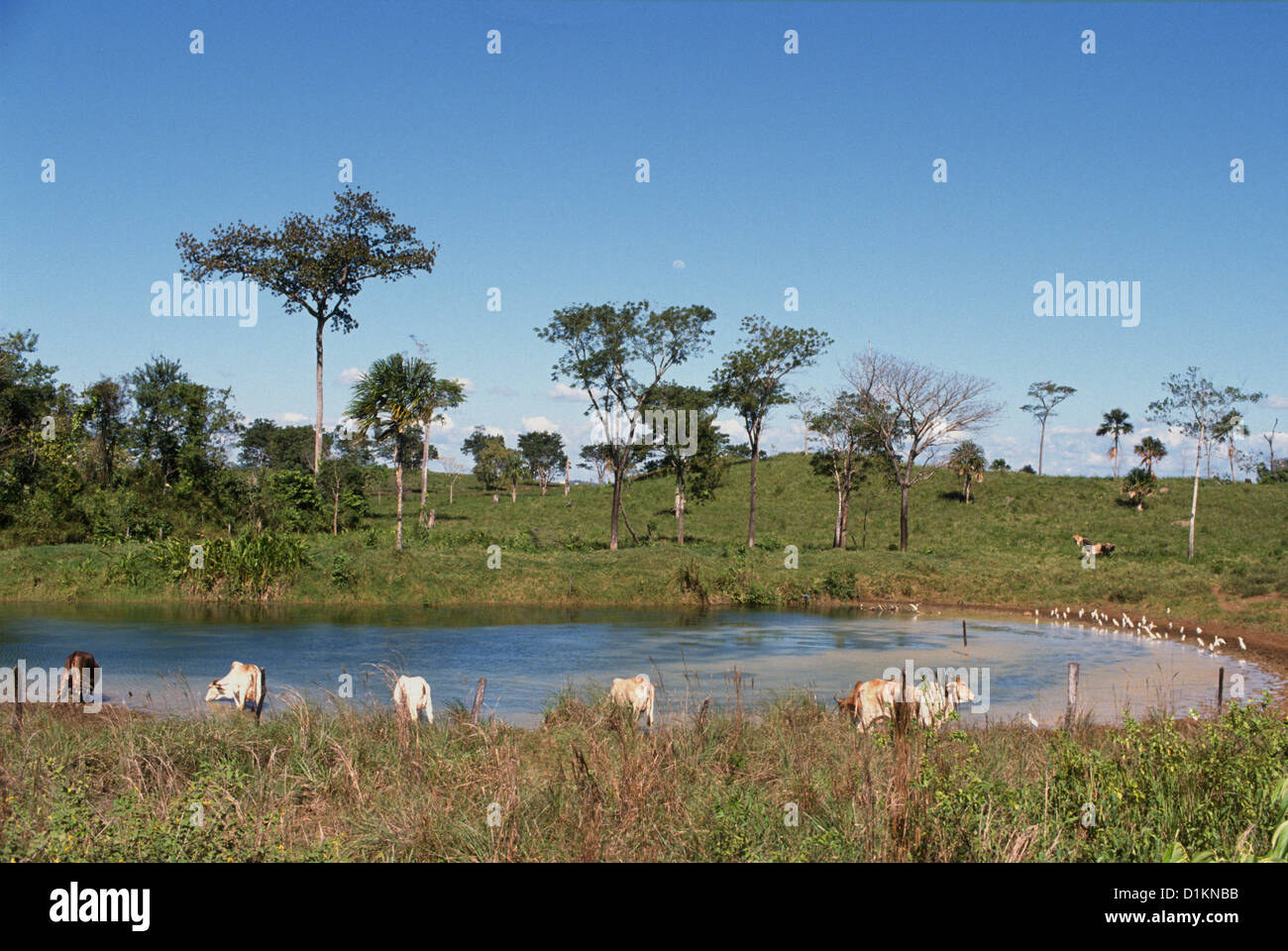 Cattle grazing on land that suffered from deforestation in the ...