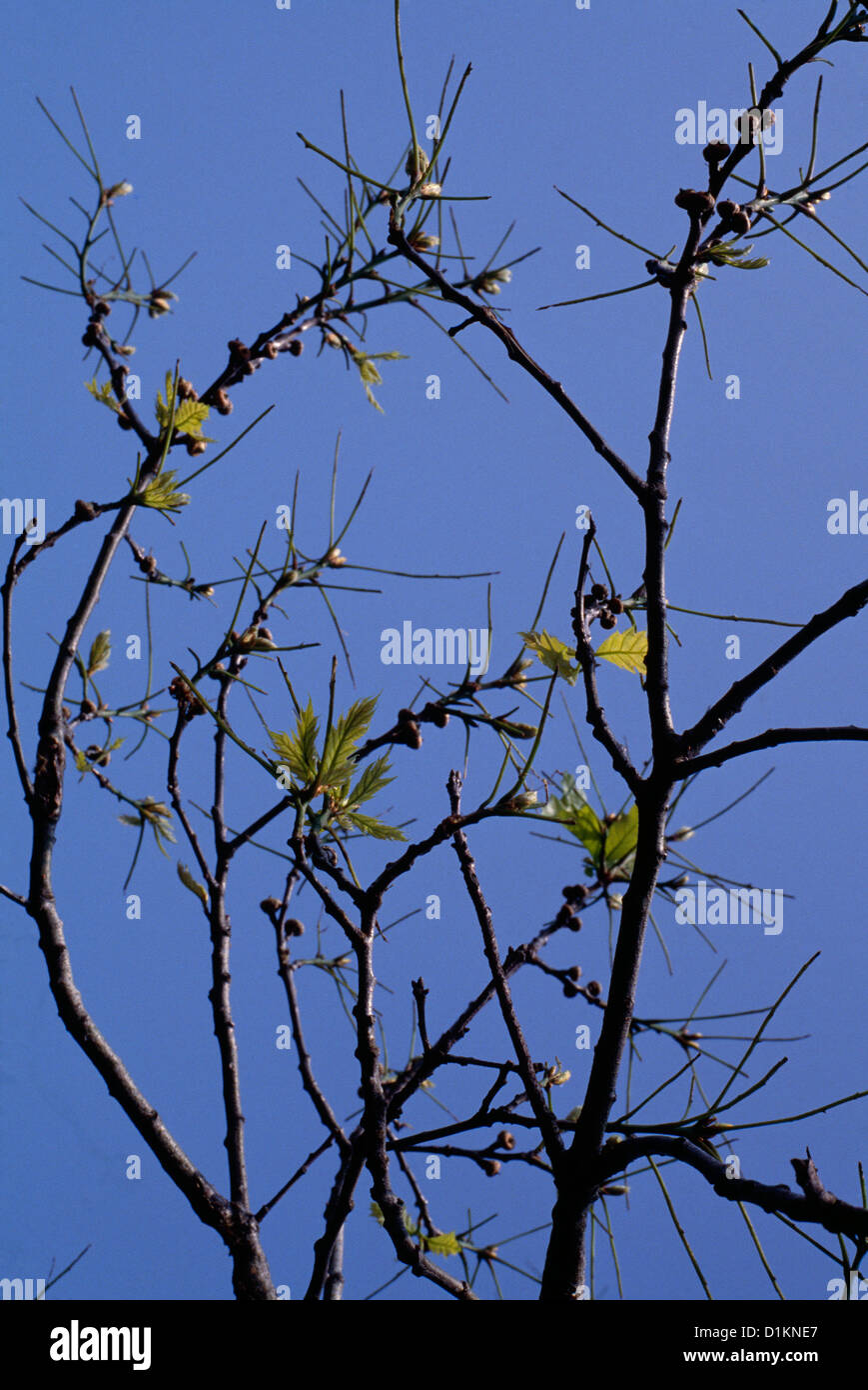 GYPSY MOTH DAMAGE AND SECONDARY GROWTH (PORTHETRIA DISPAR; LYMANTRIA DISPAR) NEW LEAVES-DENUDED Stock Photo