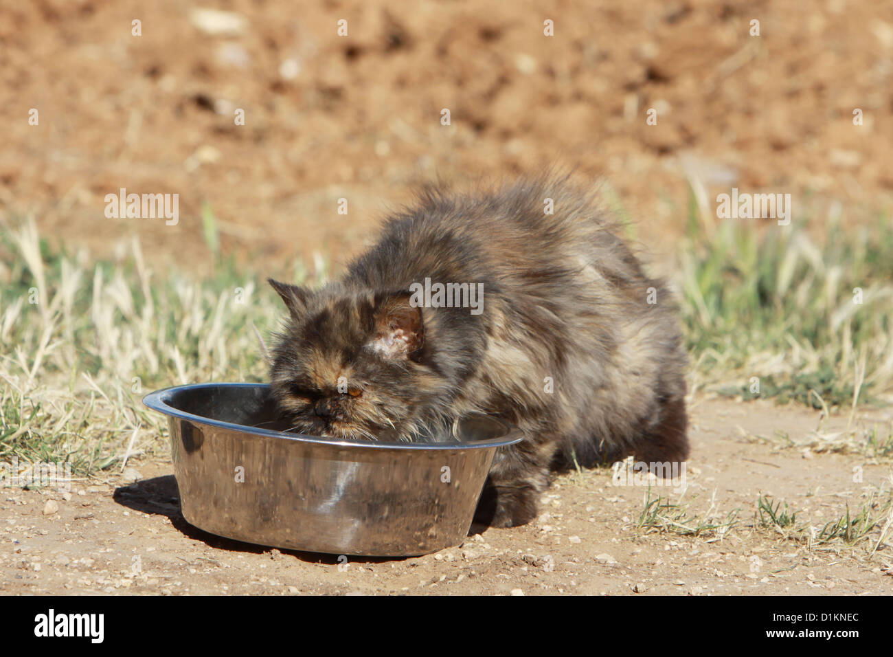 cat Persian eat in his bowl Stock Photo Alamy