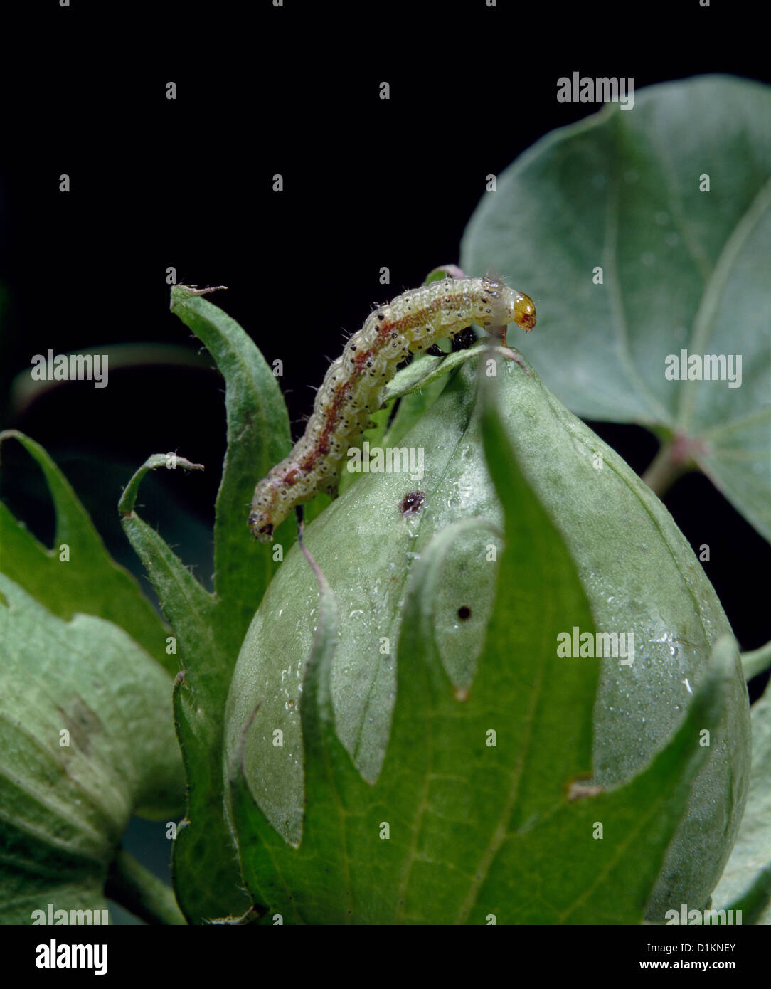 TOBACCO BUDWORM, CORN EARWORM, TOMATO FRUITWORM, COTTON BOLLWORM OR