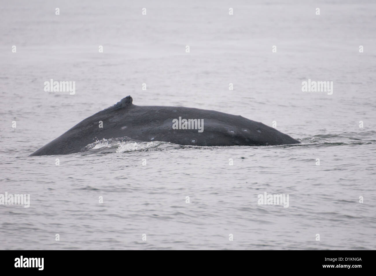 humpback whale (lat. Megaptera novaeangliae) dorsal fin, vancouver island, british columbia, canada Stock Photo