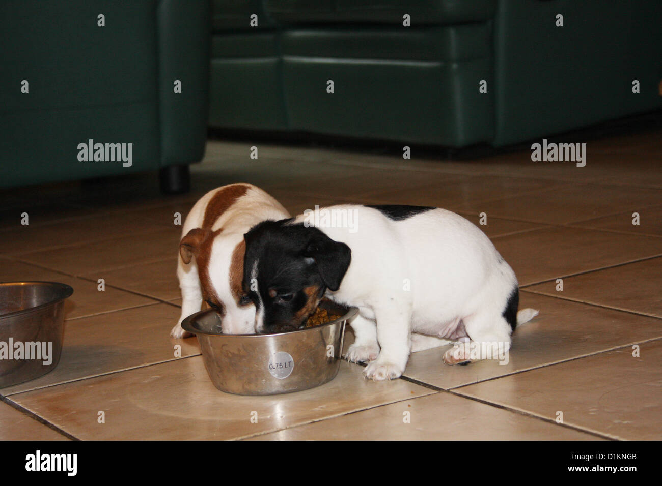 Jack russel puppies hires stock photography and images Alamy