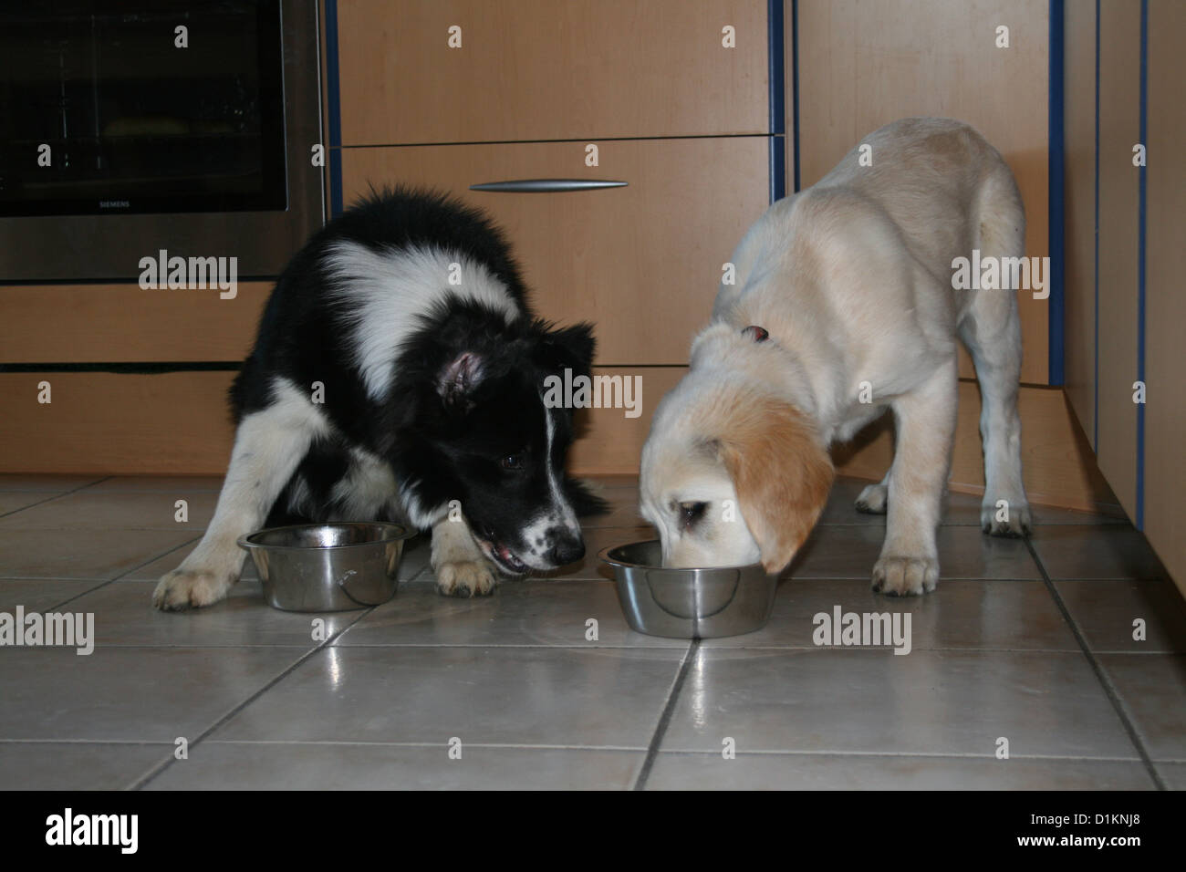 dog Border Collie and Golden Retriever eat in their bowl Stock Photo