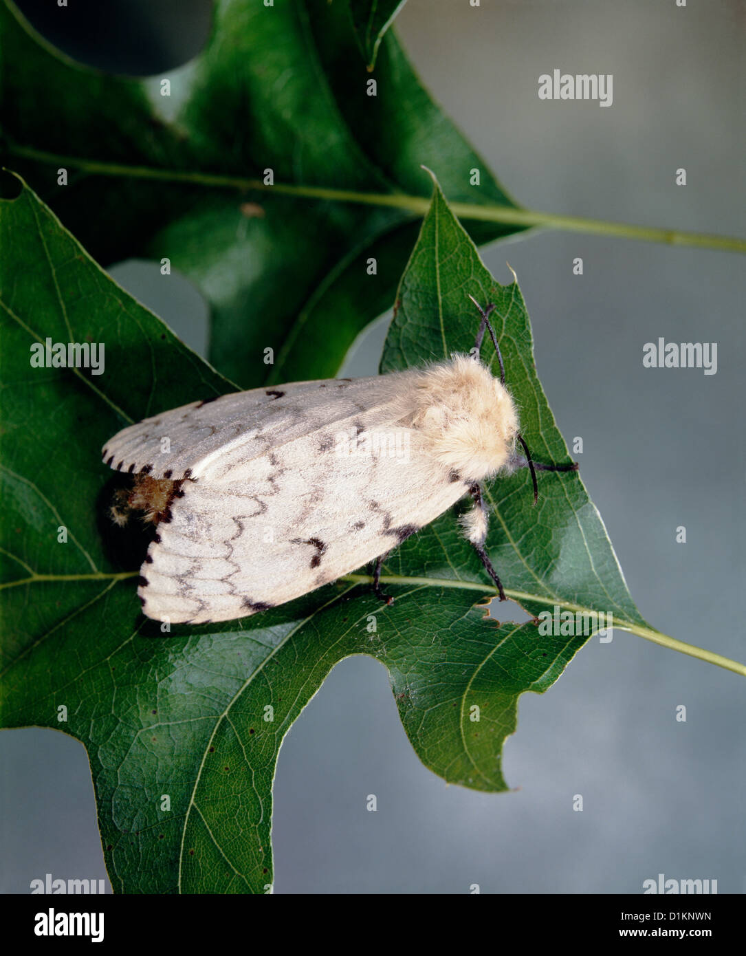 GYPSY MOTH (PORTHETRIA DISPAR; LYMANTRIA DISPAR) ADULT FEMALE ON OAK LEAF; DESTRUCTIVE TO OAK AND OTHER HARDWOODS / STUDIO Stock Photo