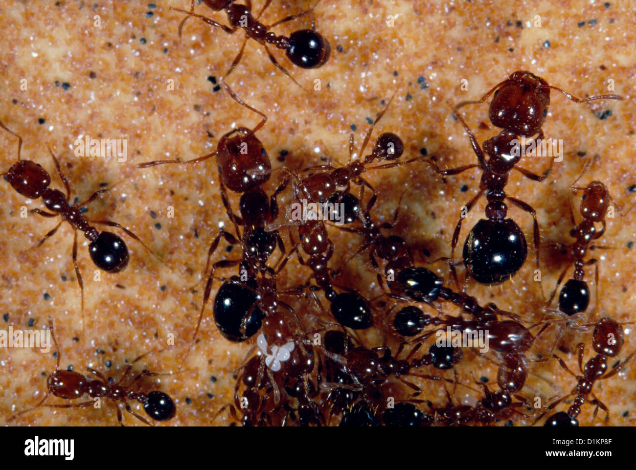 Ants with eggs hires stock photography and images Alamy