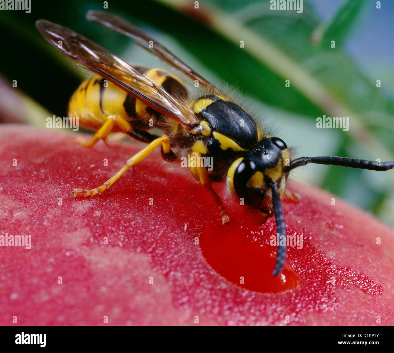 Eastern yellow jacket wasp hires stock photography and images Alamy