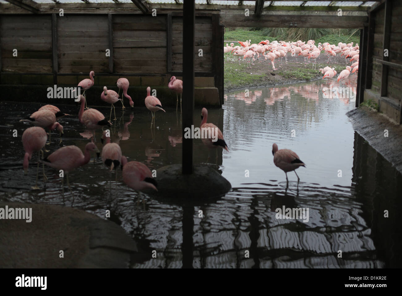 WWT Slimbridge Wetland Centre, Gloucestershire, UK. Pictured - flamingo in hut Stock Photo