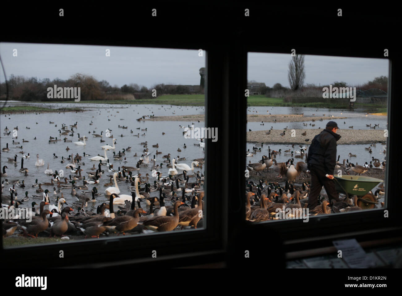 WWT Slimbridge Wetland Centre, Gloucestershire, UK. Pictured - A WWT member of staff puts out feed for birds Stock Photo