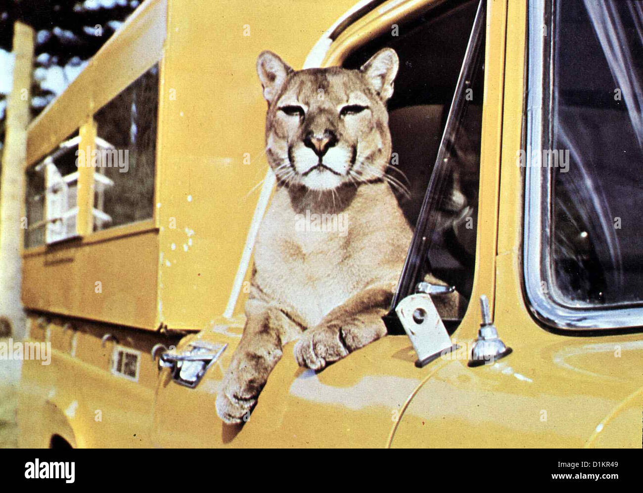 Der Einsame Puma Charlie, Lonesome Cougar Doch eines Tages hoert Charlie  den Lockruf eines Pumaweibchens und verlaesst seinen Stock Photo - Alamy