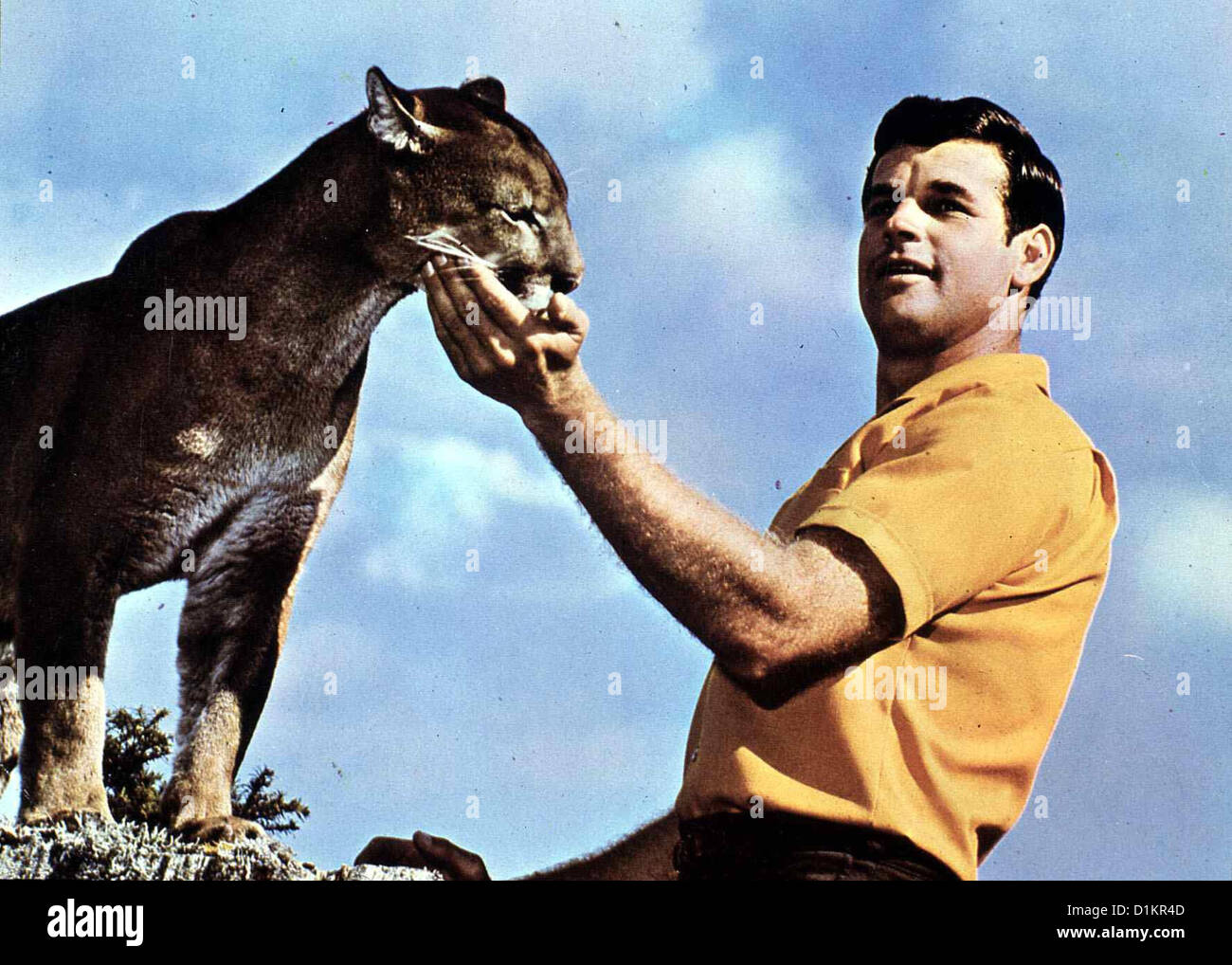 Der Einsame Puma Charlie, Lonesome Cougar Charlie, Ron Brown Charlie  entwickelt sich praechtig und bald sind Jess (Ron Brown Stock Photo - Alamy