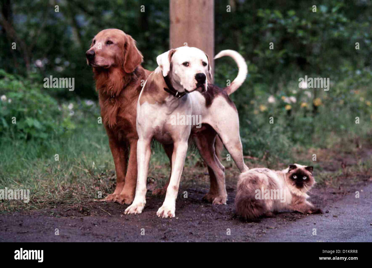 Homeward Bound Ii Lost In Stock Photos Homeward Bound Ii Lost In