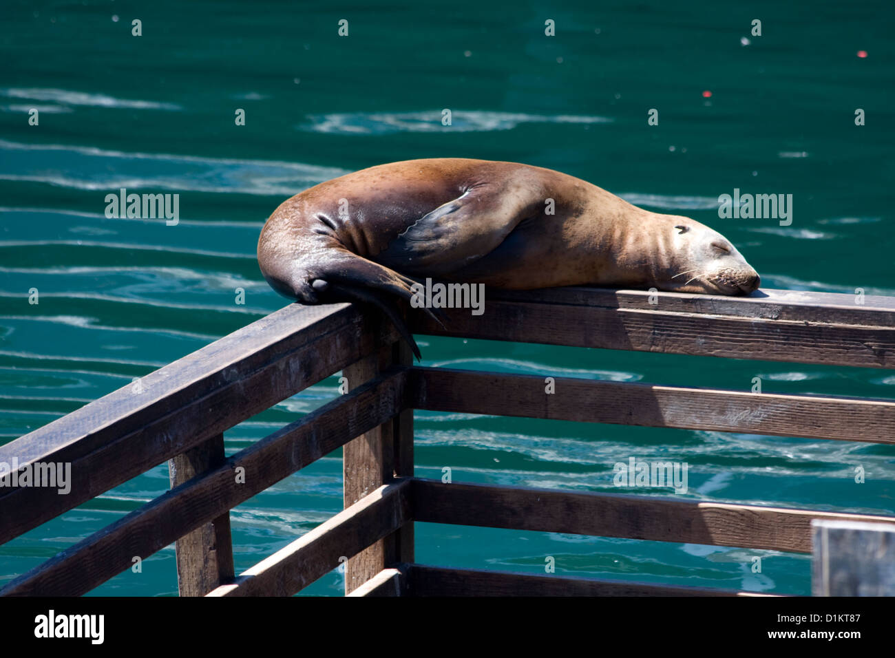 A Sea Lion napping in the sun at Fisherman's Wharf in Monterey, California. Stock Photo