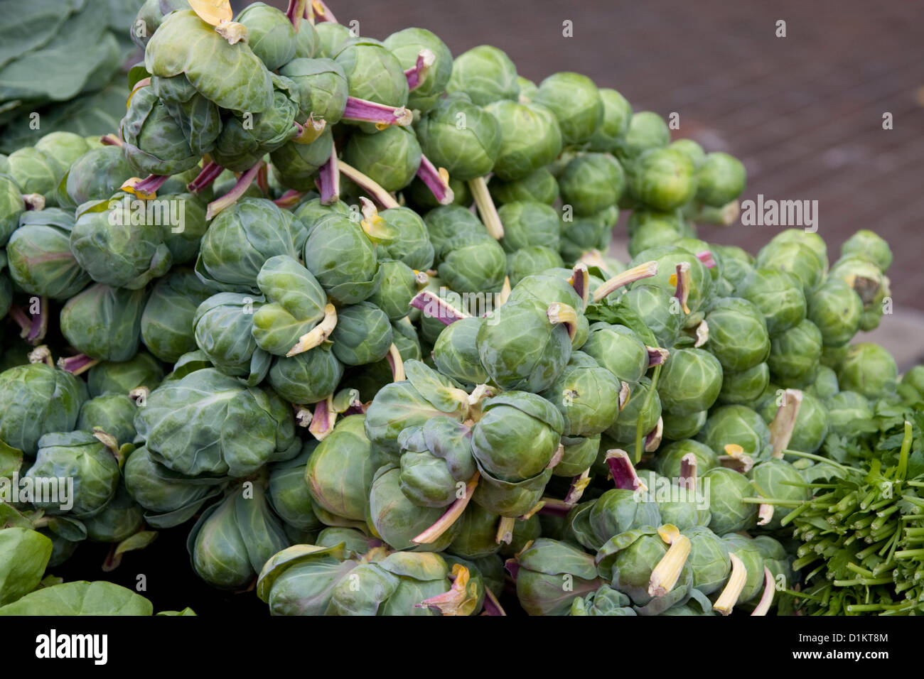Brussel sprouts harvest garden hires stock photography and images Alamy