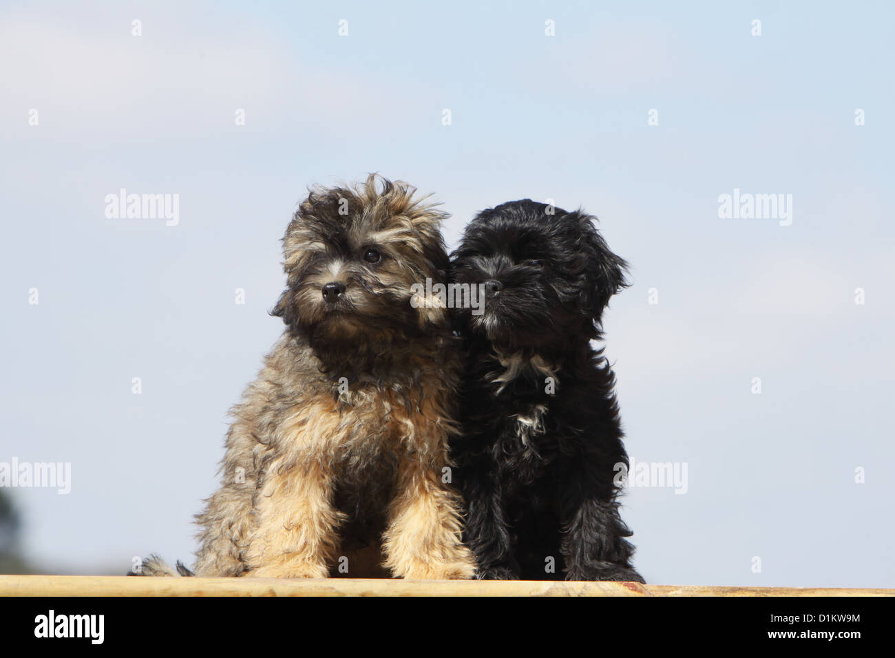 little lion dog dogs