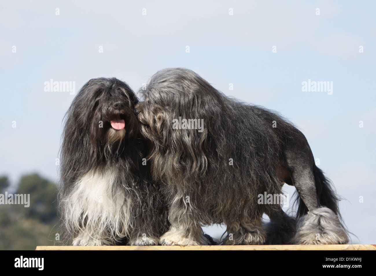 Kisses Lion High Resolution Stock Photography And Images Alamy
