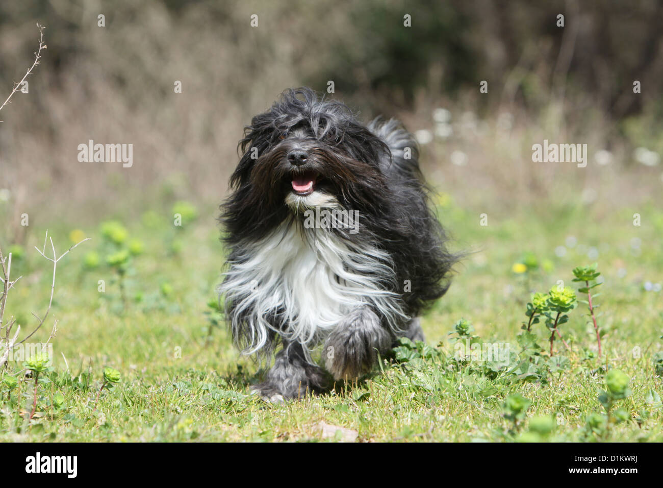 Dog Löwchen Petit Chien Lion Little Lion Run Stock Photo