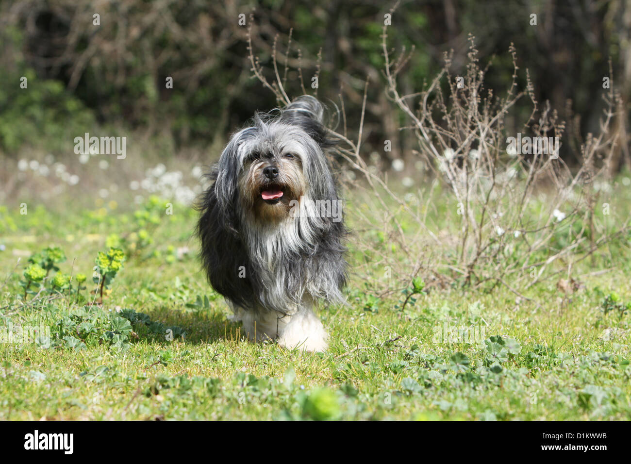 Lion Running High Resolution Stock Photography And Images Alamy