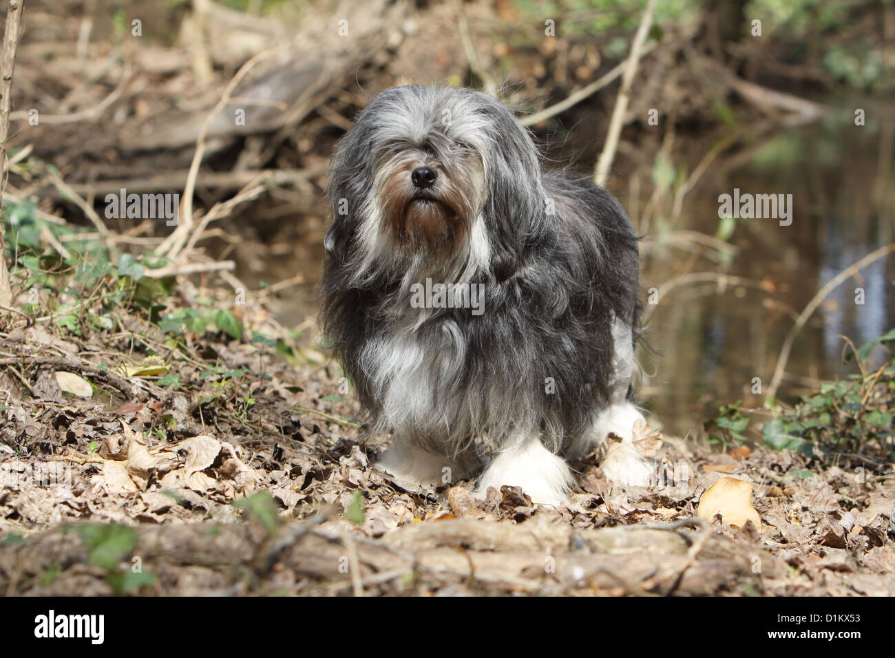 Chien chien hi-res stock photography and images - Page 10 - Alamy
