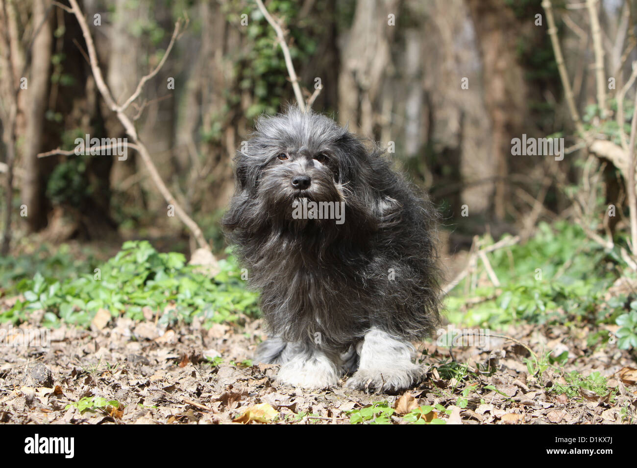Dog Löwchen "petit chien lion" little lion standing Stock Photo