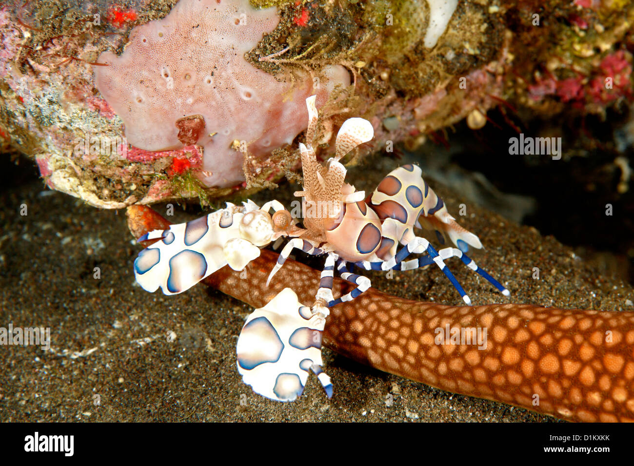 Harlequin Shrimp, Hymenocera picta, stands on the arm of its starfish food, Tulamben, Bali, Indonesia. Bali Sea, Indian Ocean Stock Photo