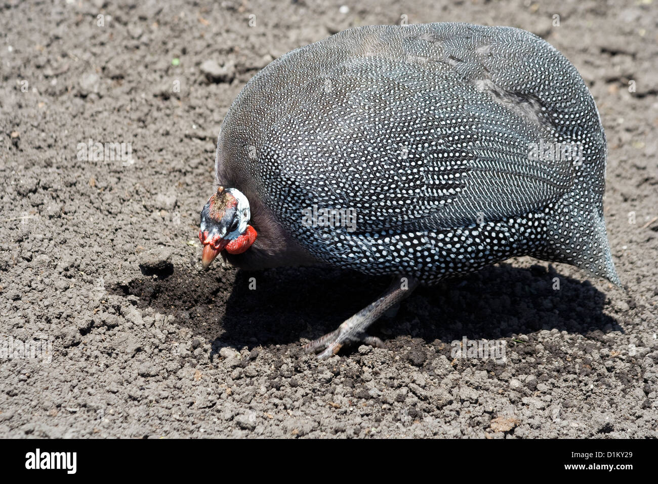Brookfield Zoo Birds Stock Photo Alamy