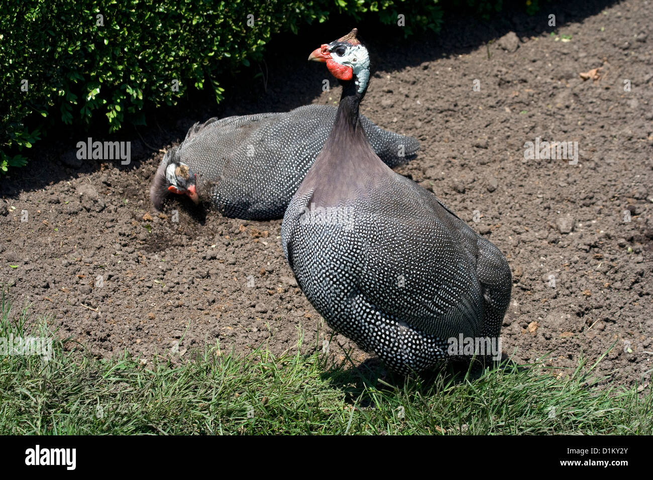 Brookfield Zoo Birds Stock Photo Alamy
