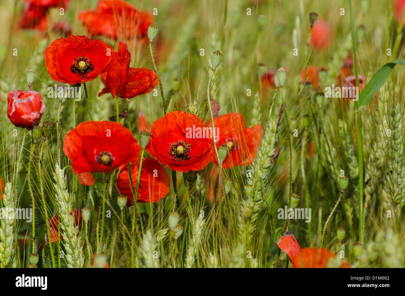 Poppies field Stock Photo