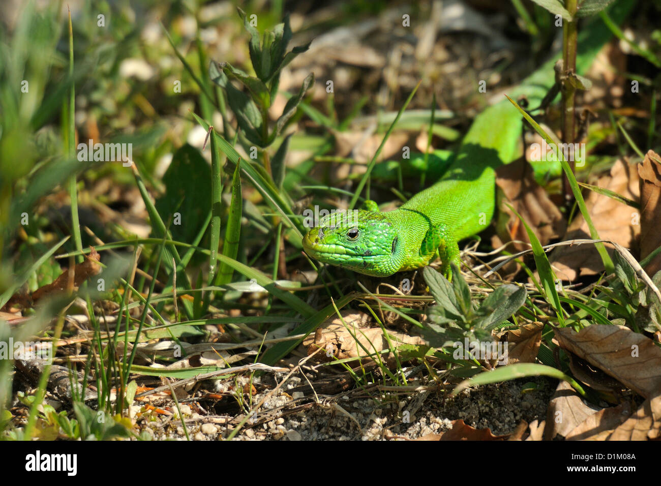 Western Green lizard, Lacerta bilineata, Lacertidae, Abruzzo National Park, Val Fondillo, Italy Stock Photo