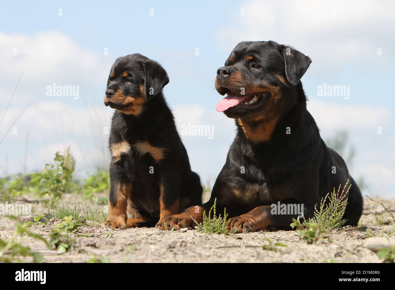 Dog Rottweiler adult and puppy Stock Photo - Alamy