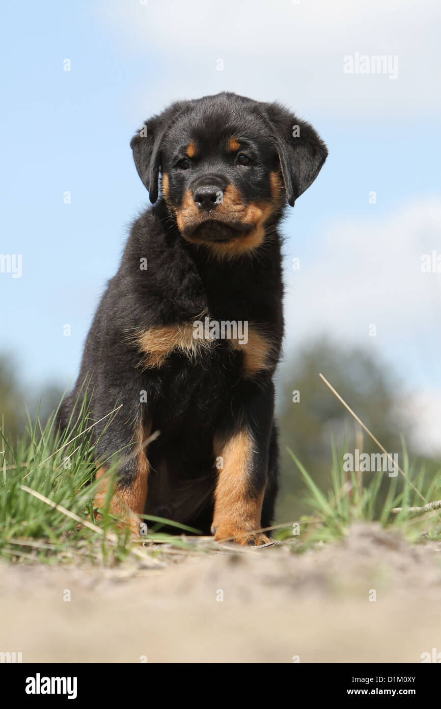 Pinweiler Zwergpinscher Rottweiler Mix