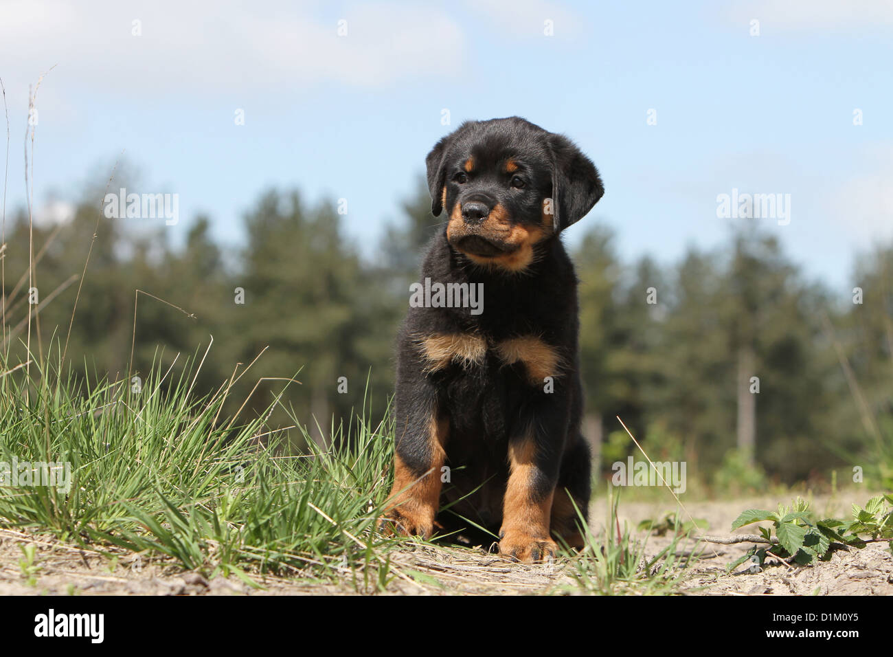 rottweiler puppy face