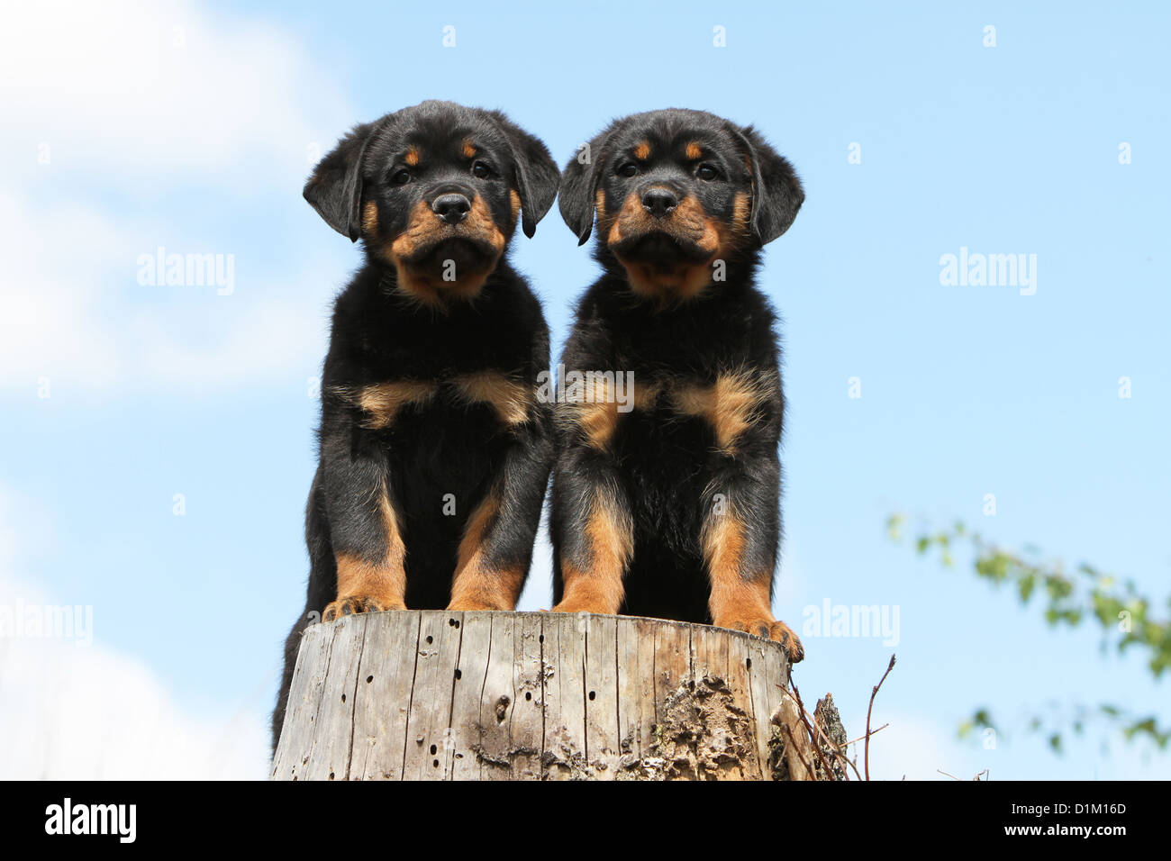 Two Happy Rottweilers Dog two Rottweiler standing on wood Stock Photo - Alamy