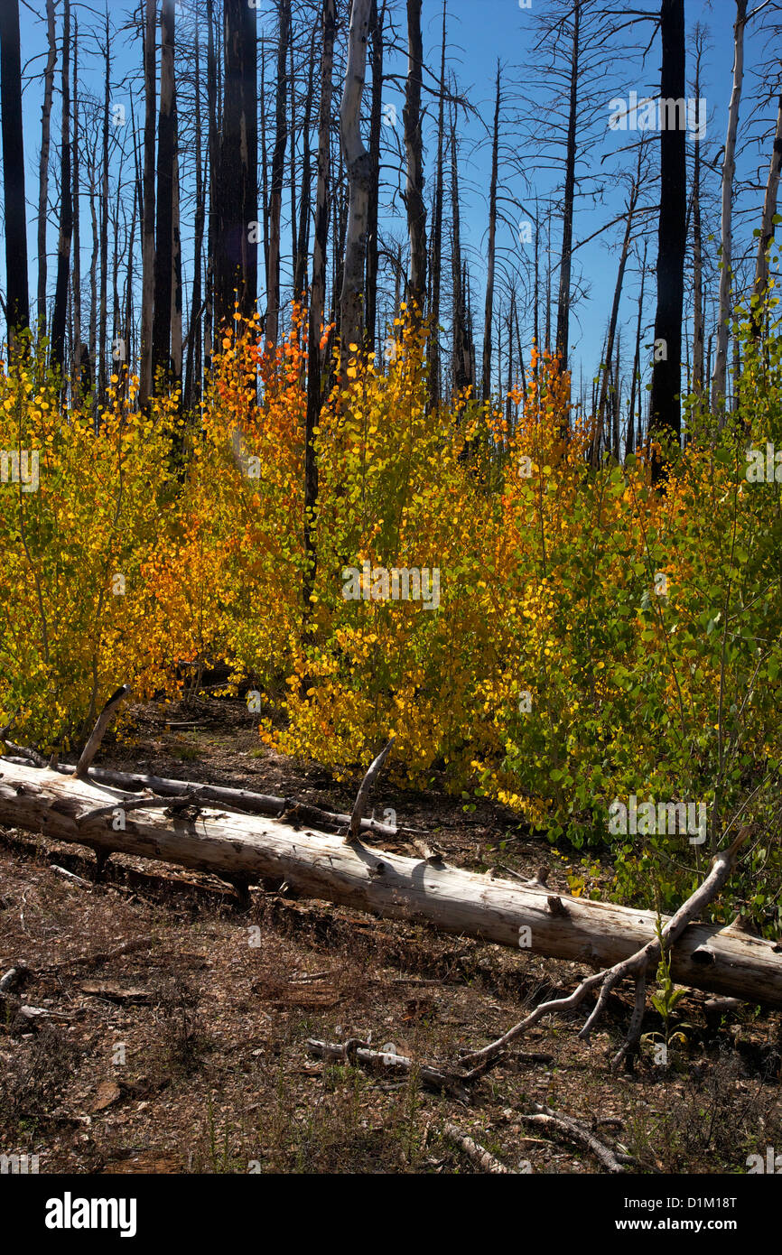 Young Aspen trees in fall, with fire-damaged Lodgepole Pines, Kaibab National Forest, Grand Canyon National Park, Arizona, USA Stock Photo