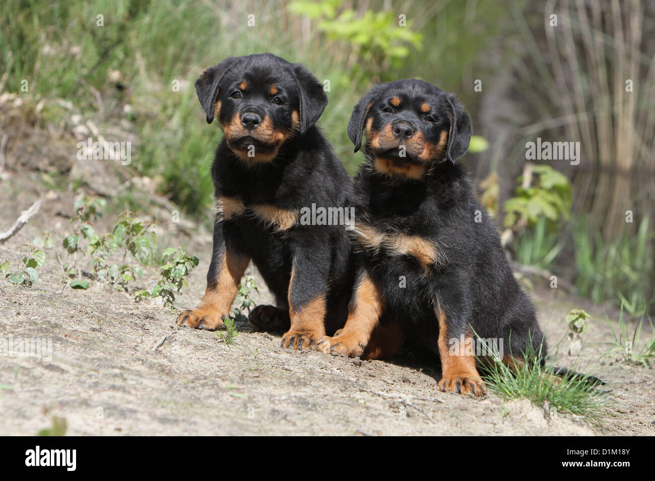 Dog two Rottweiler puppies sitting Stock Photo - Alamy