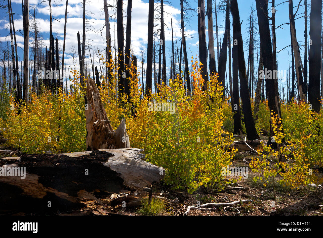 Young Aspen trees in fall, with fire-damaged Lodgepole Pines, Kaibab National Forest, Grand Canyon National Park, Arizona, USA Stock Photo