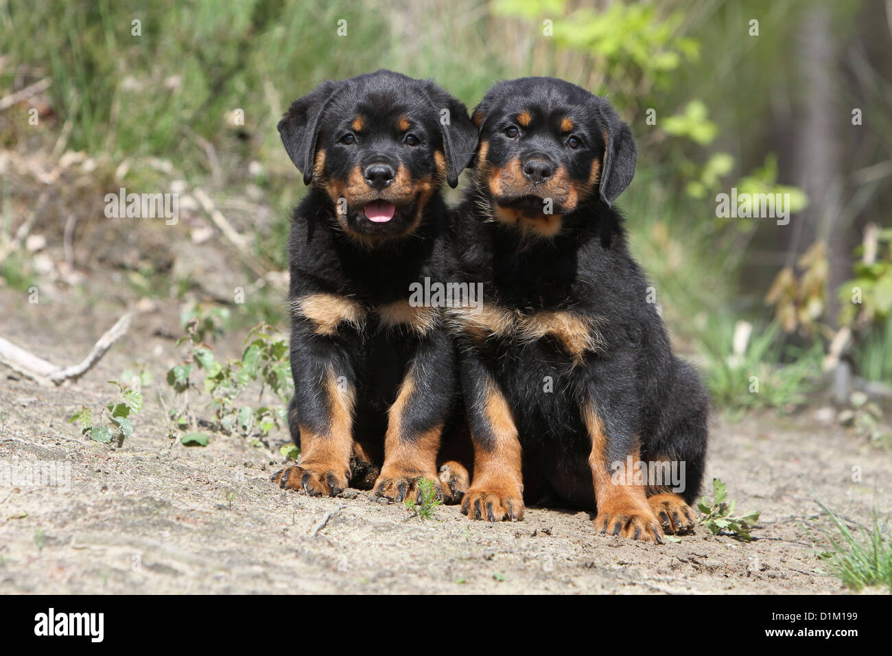 Rottweiler puppies hi-res stock photography and images - Alamy