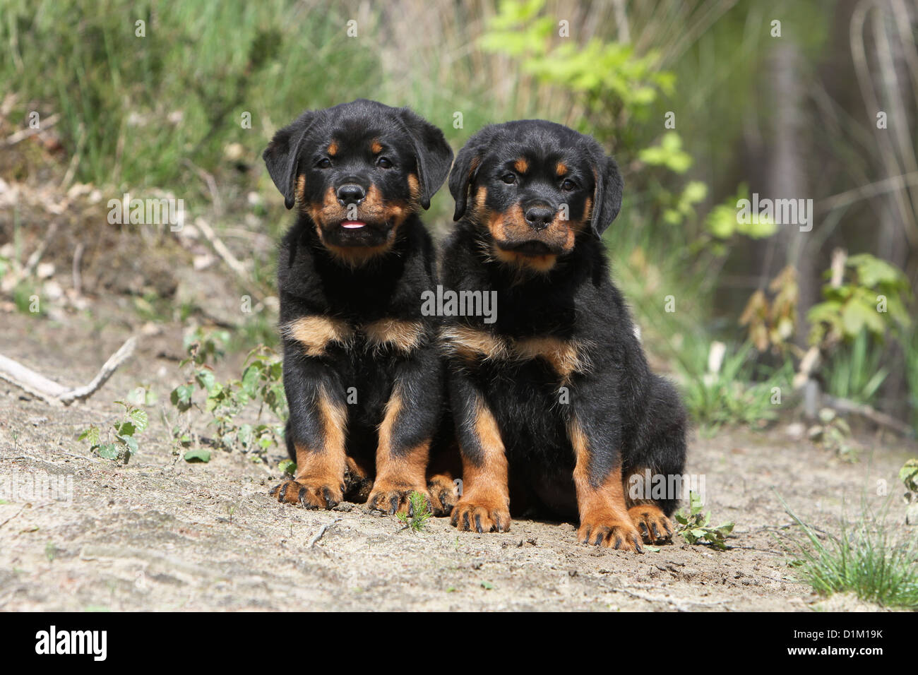 Rottweiler puppies hi-res stock photography and images - Alamy