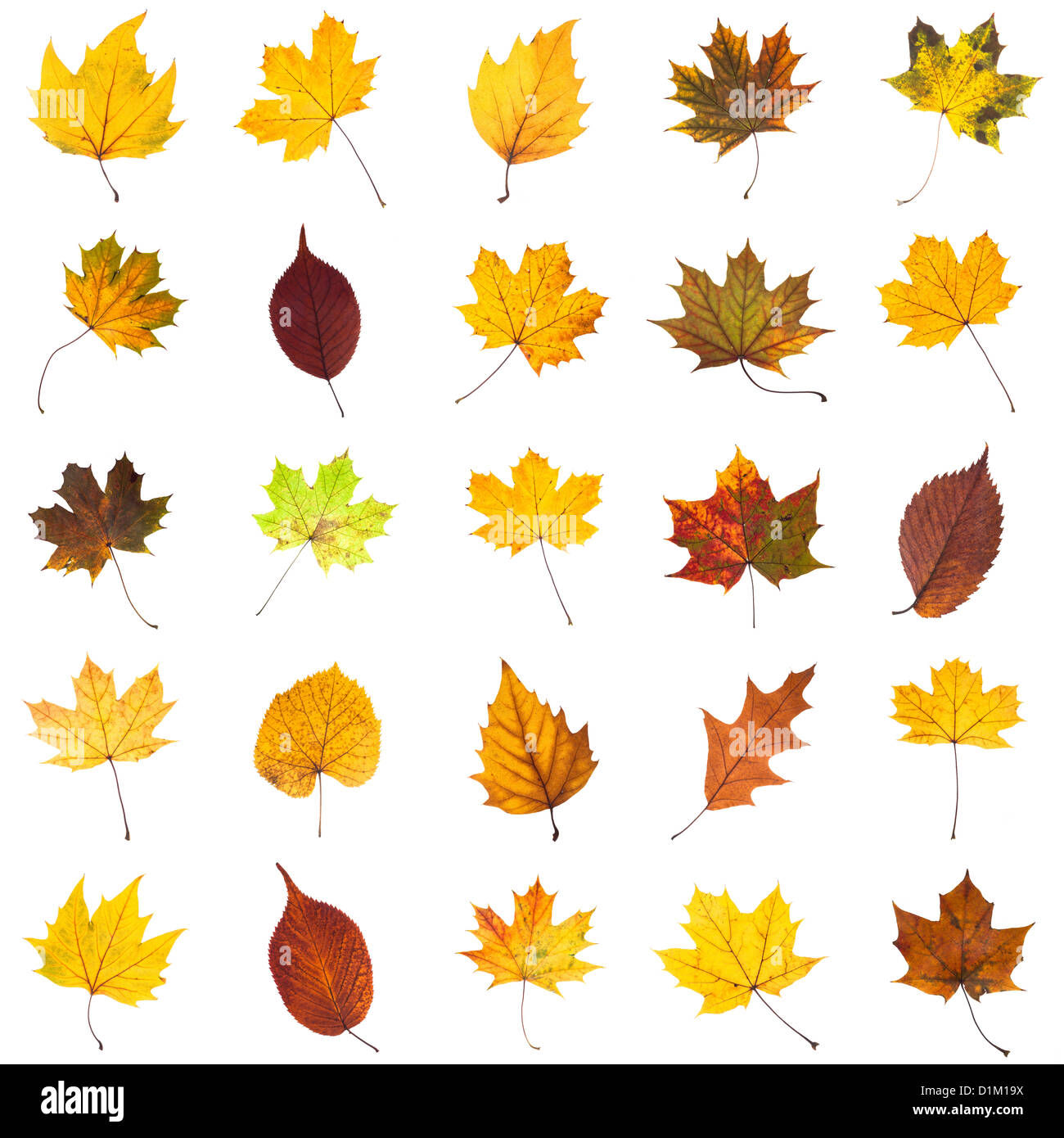 many several leaves isolated over white background Stock Photo