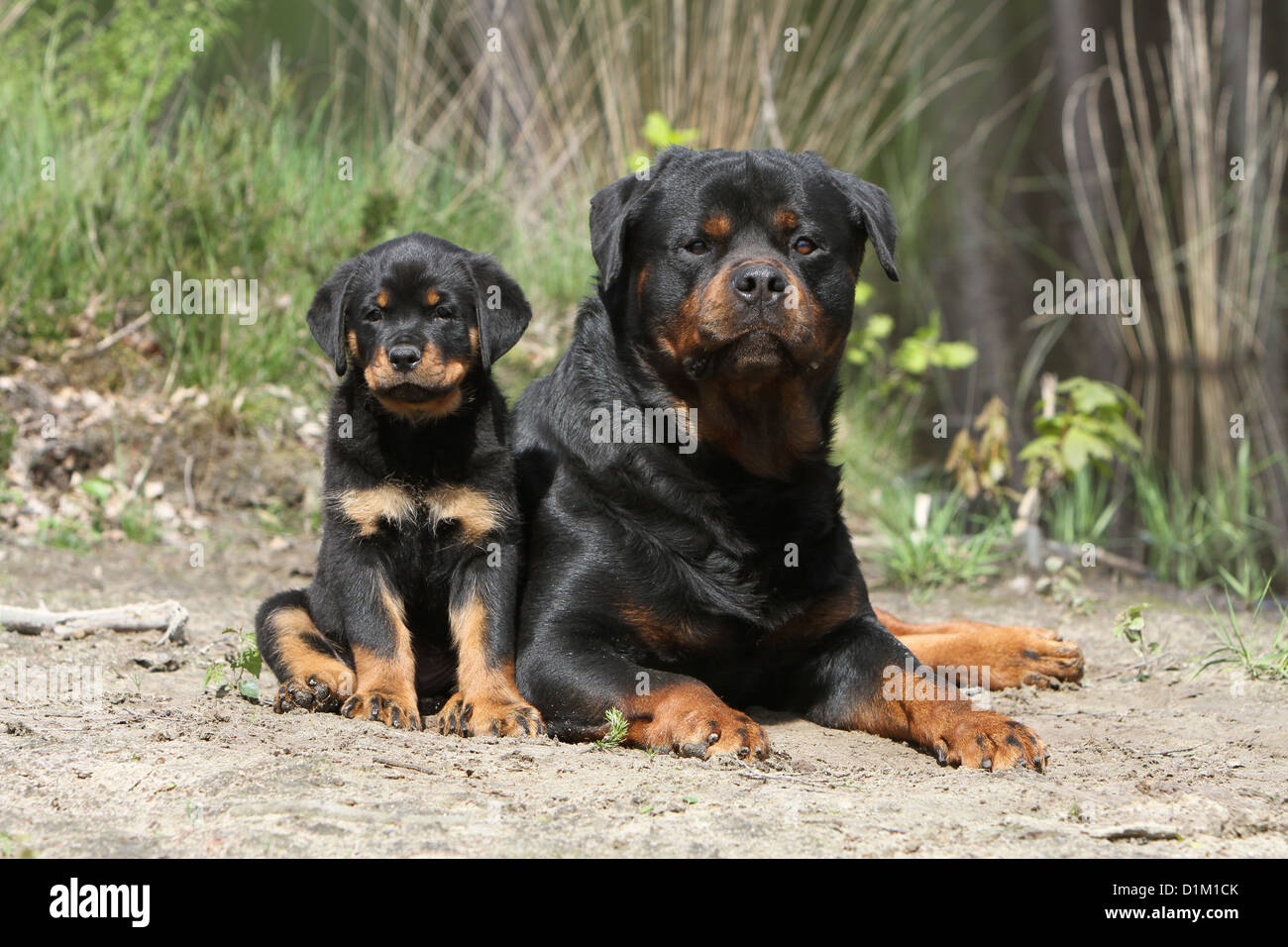 Dog Rottweiler adult and puppy Stock Photo - Alamy